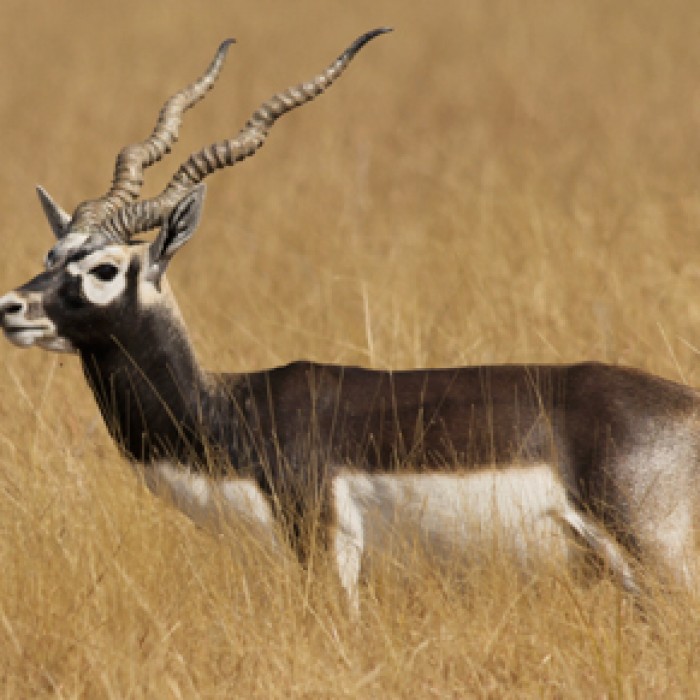 Antelope of the Kings