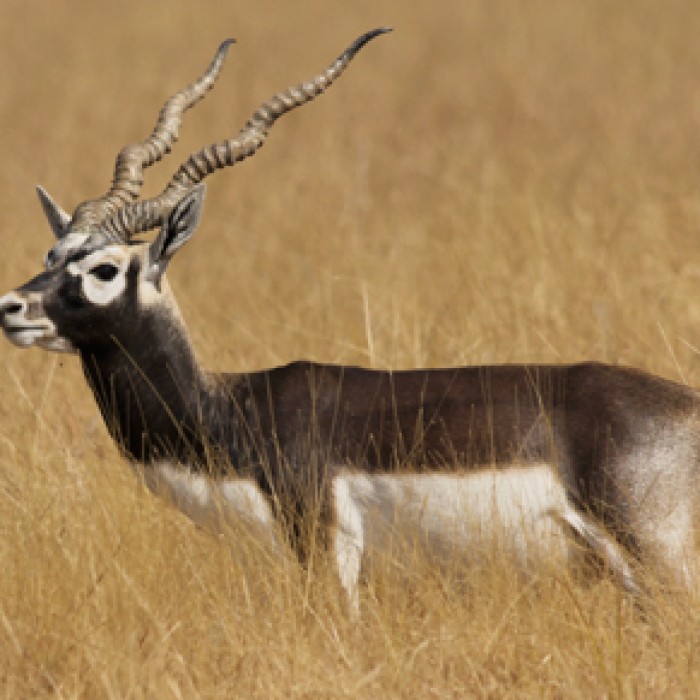 Antilopes of the Kind